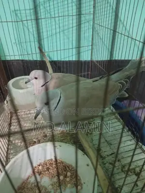 Dove Bird