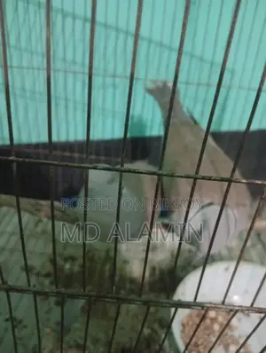 Dove Bird