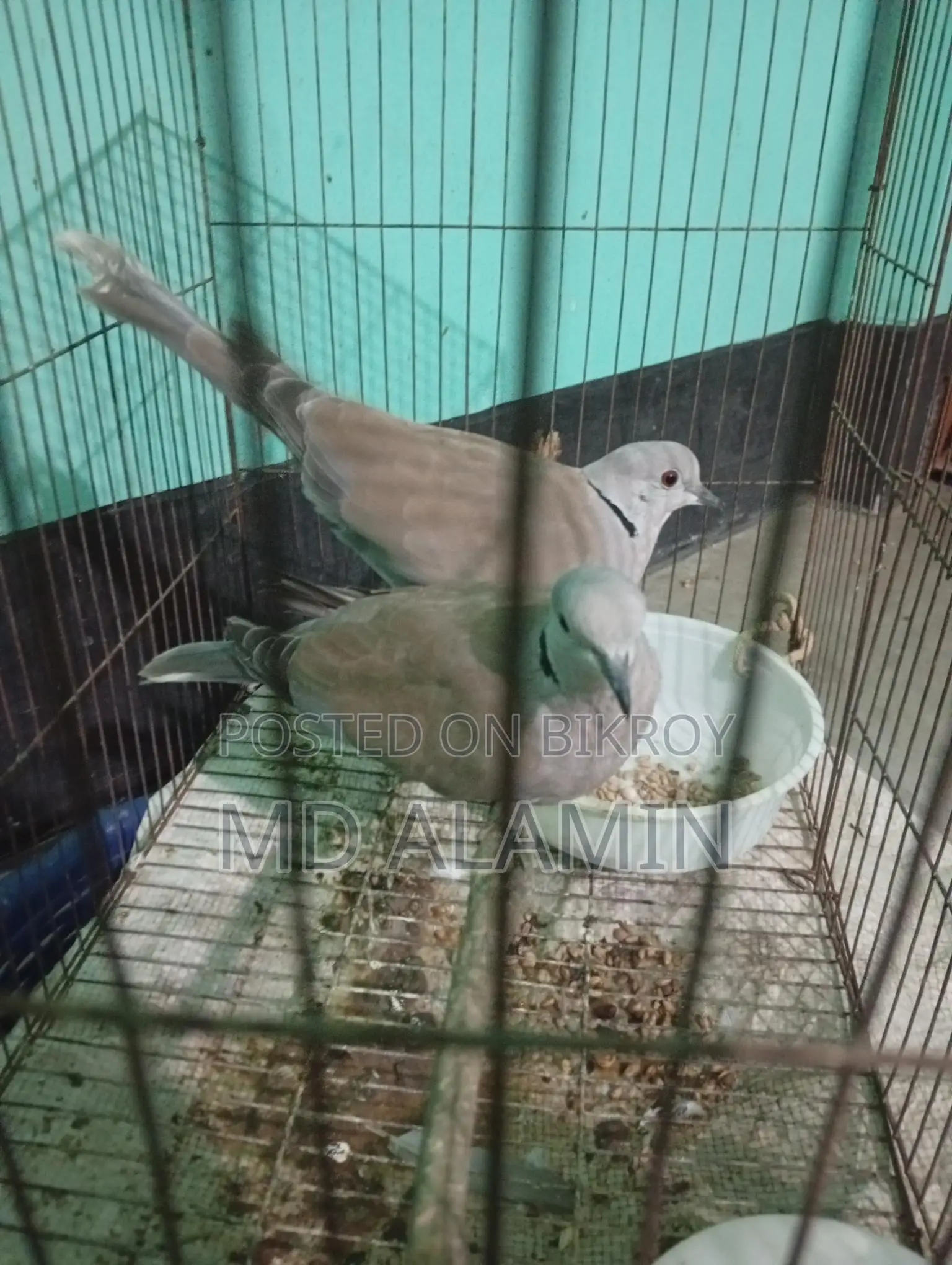 Dove Bird