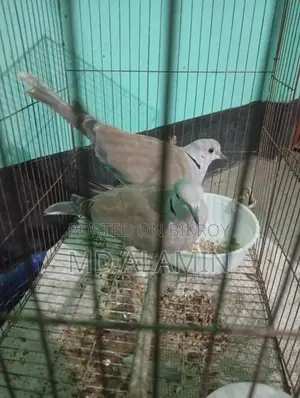 Dove Bird