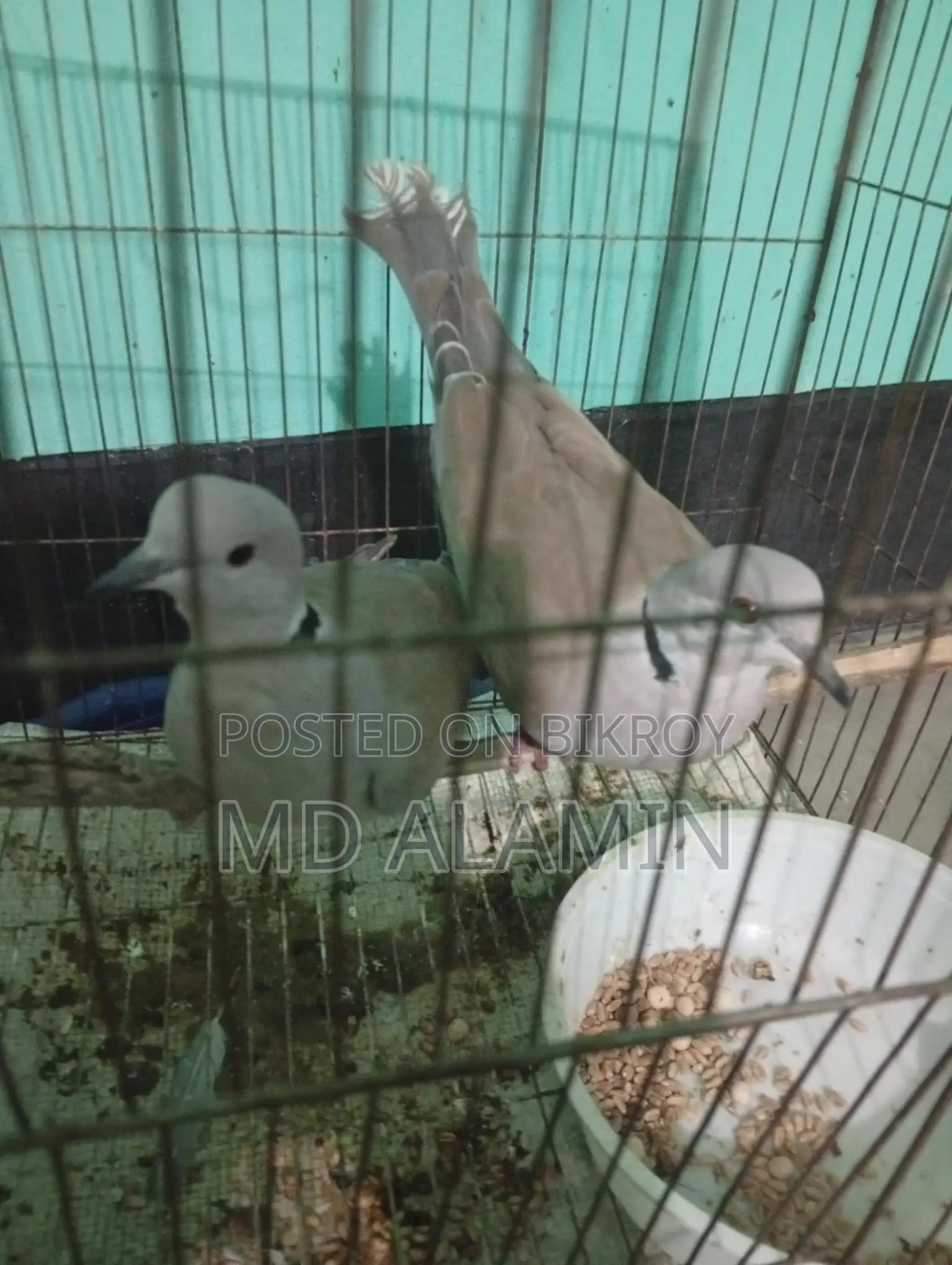 Dove Bird