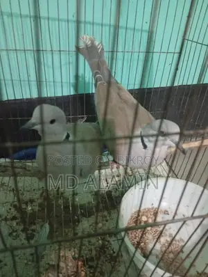 Dove Bird