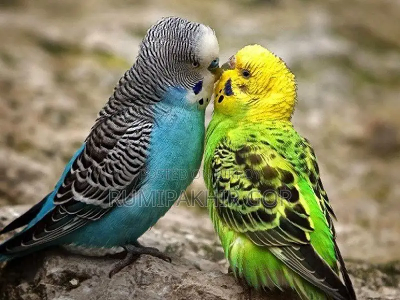 Active Budgie Birds