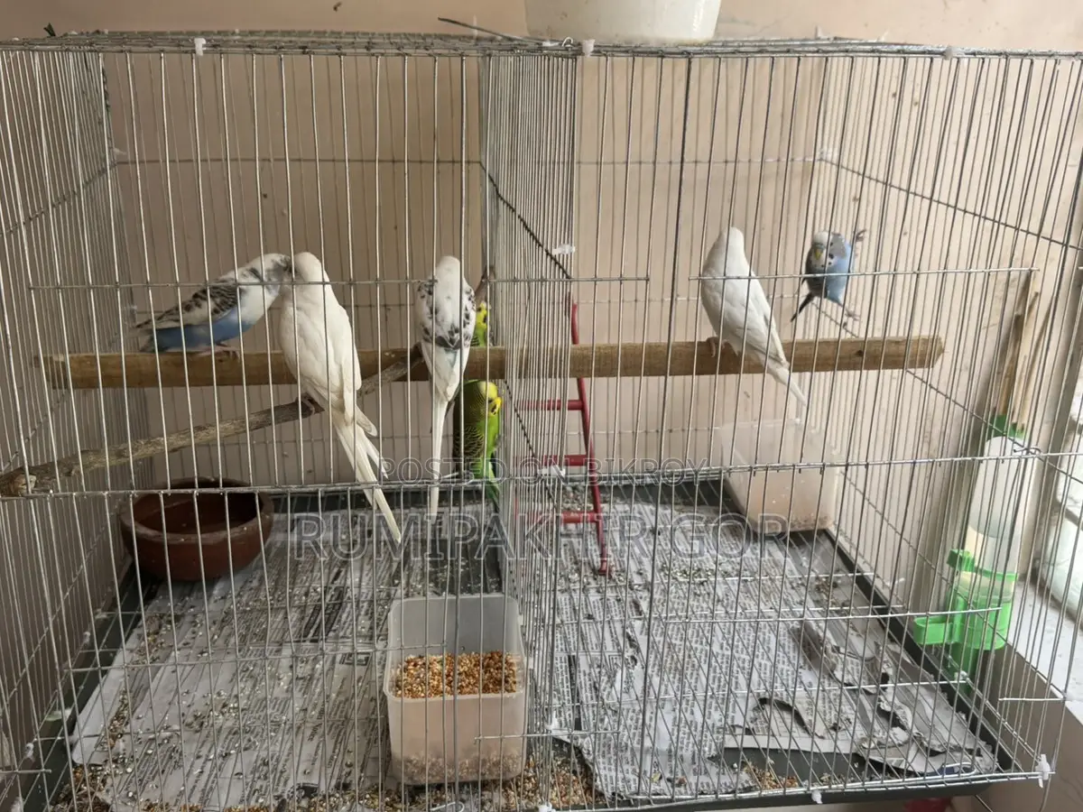 Active Budgie Birds