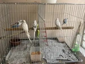 Active Budgie Birds