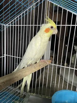 Cokatel Baby Pakhi