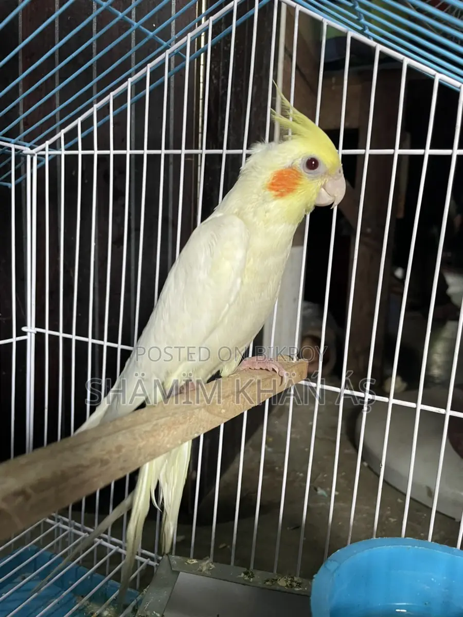 Cokatel Baby Pakhi