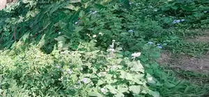 পিরোজপুর শাপলা গেইট এর বিপরীত পাশে ২.৫০ ডিসিমেল জায়গা বিক্রি করা হবে