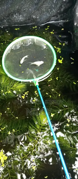 রেড রোজ জাভা গাপ্পি