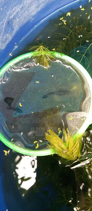 রেড রোজ জাভা গাপ্পি