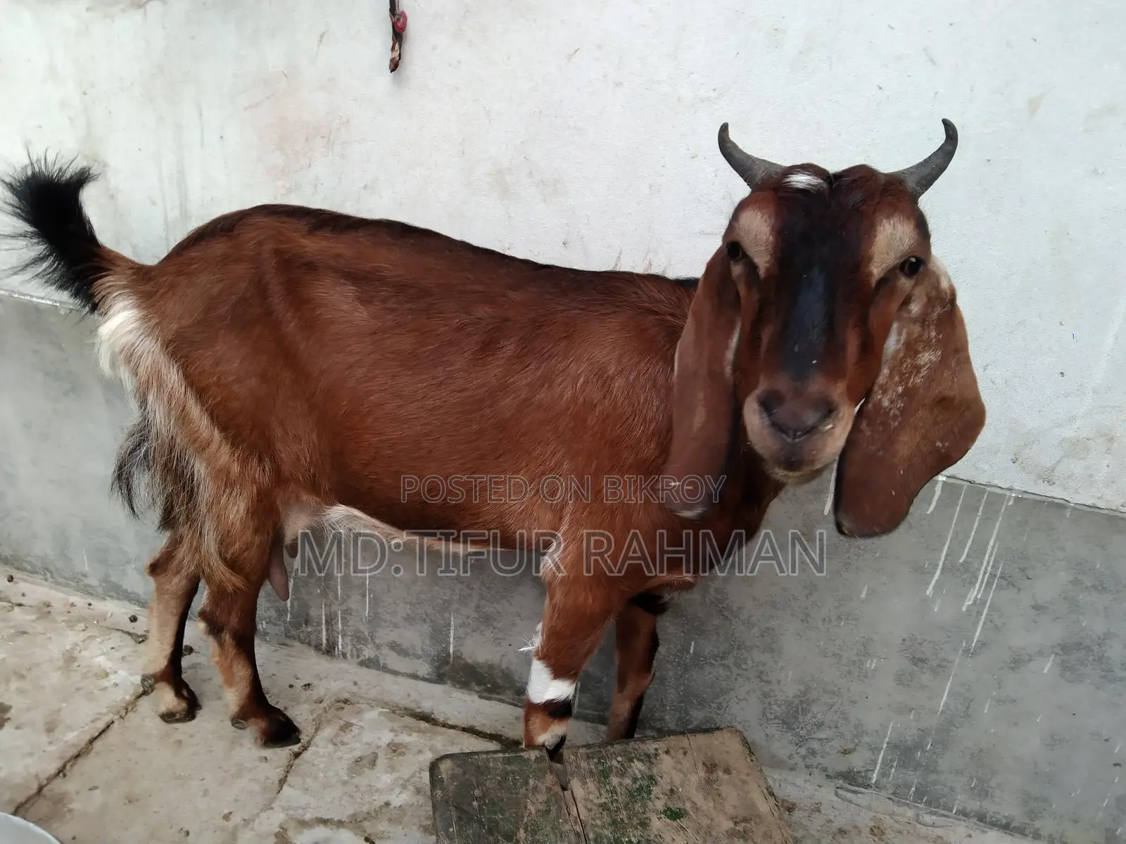 Goat with Kids for Sale