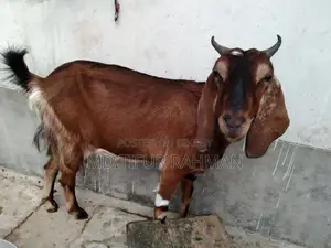 Goat with Kids for Sale