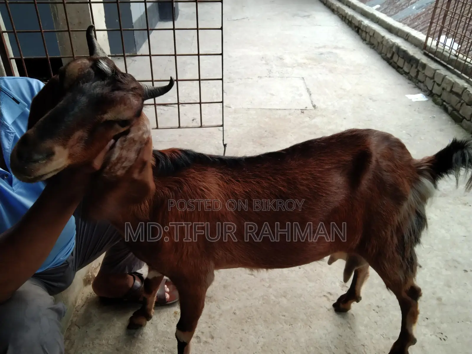 Goat with Kids for Sale