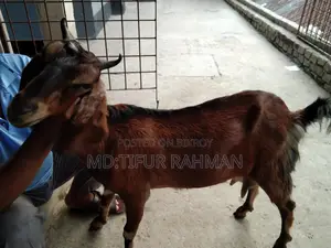 Goat with Kids for Sale