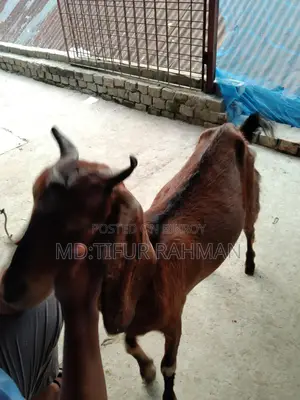 Goat with Kids for Sale