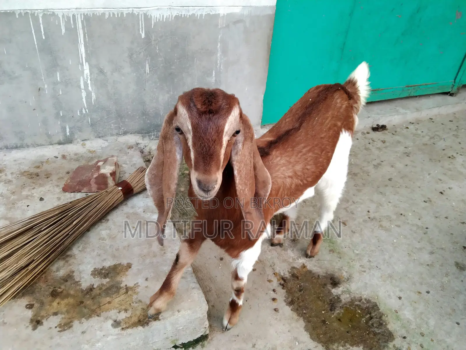 Goat with Kids for Sale