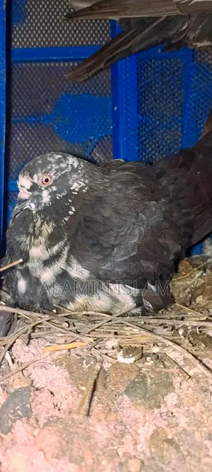 Pigeons for Sale