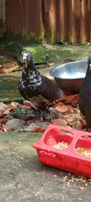 Pigeons for Sale