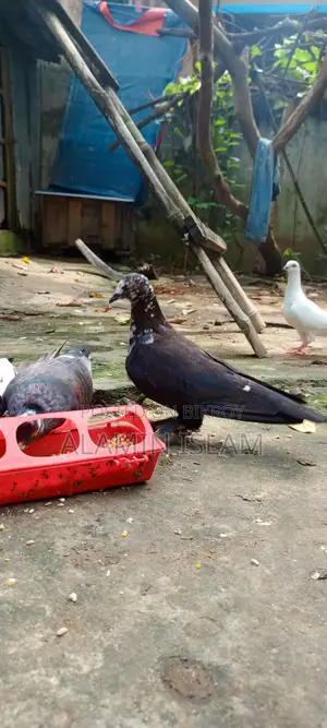 Pigeons for Sale