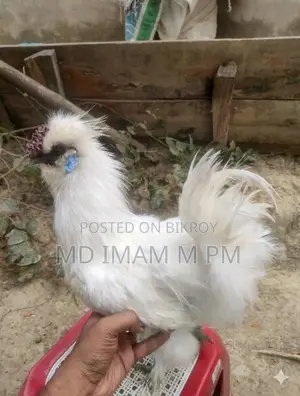 সিল্কি মোরগ এডাল্ট