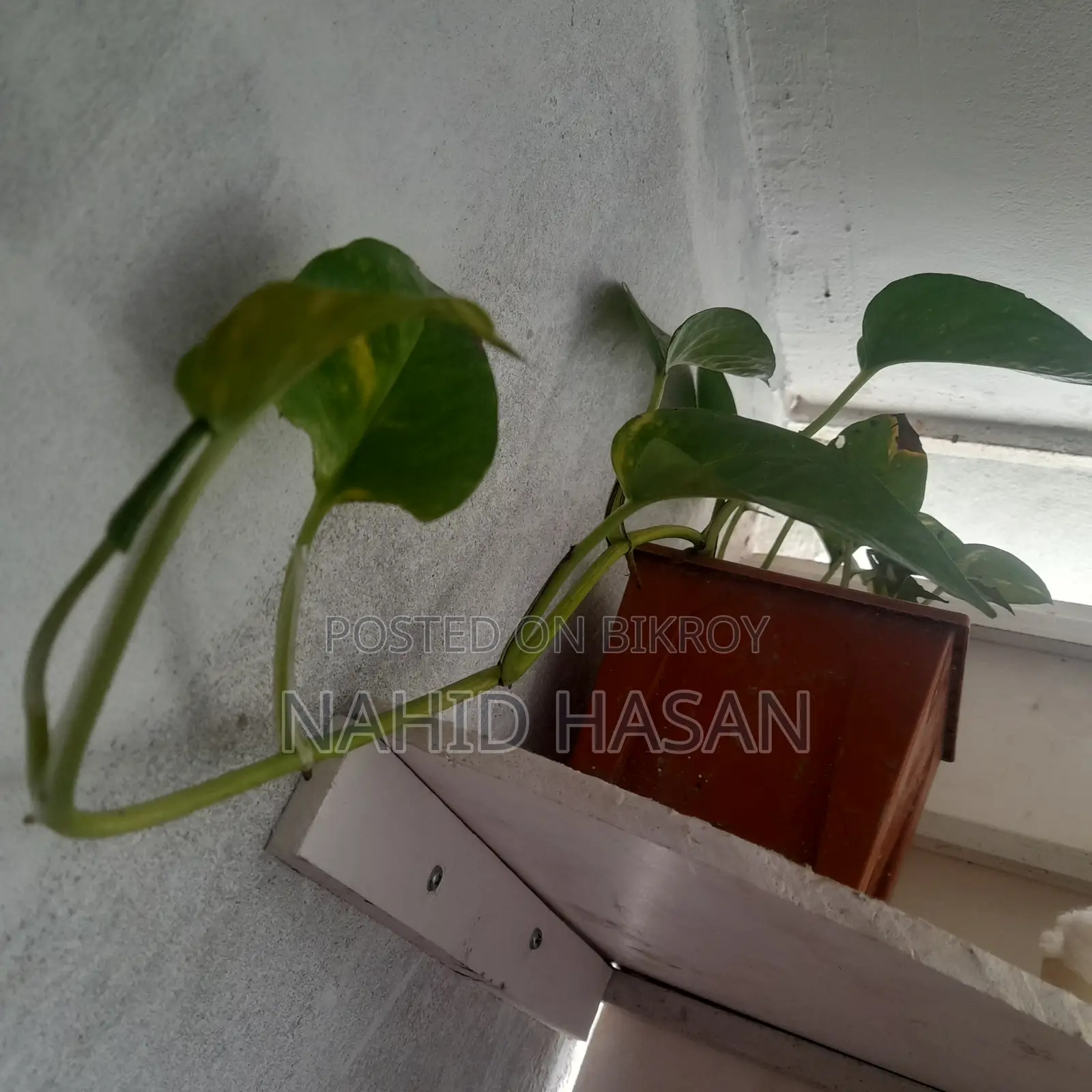 মানি প্ল্যান্ট