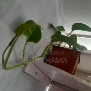 মানি প্ল্যান্ট
