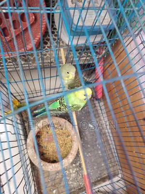 Green Budgie Birds for Sale, 2 Months Old