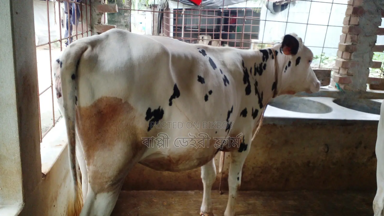 ১১৯৯ উন্নত জাতের বকনা বাছুর গরু ।