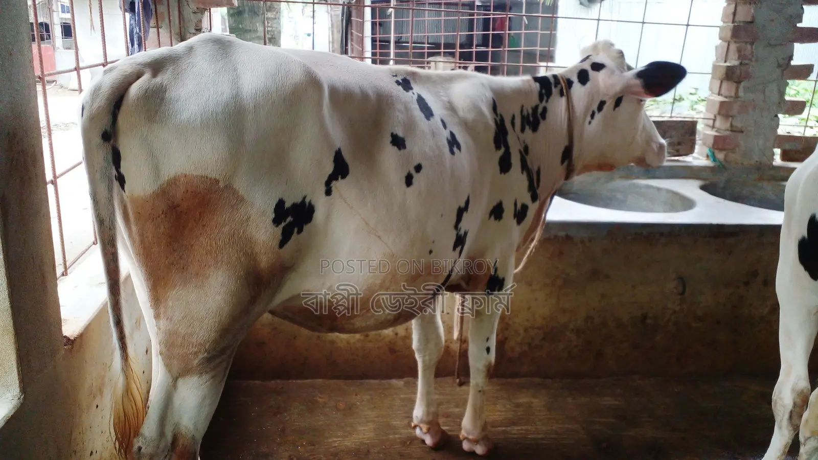 ১১৯৯ উন্নত জাতের বকনা বাছুর গরু ।