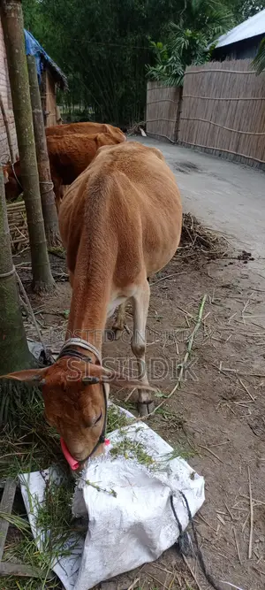 ভর্তি/গাভিন/প্রেগন্যান্ট গরু বিক্রি করা হবে
