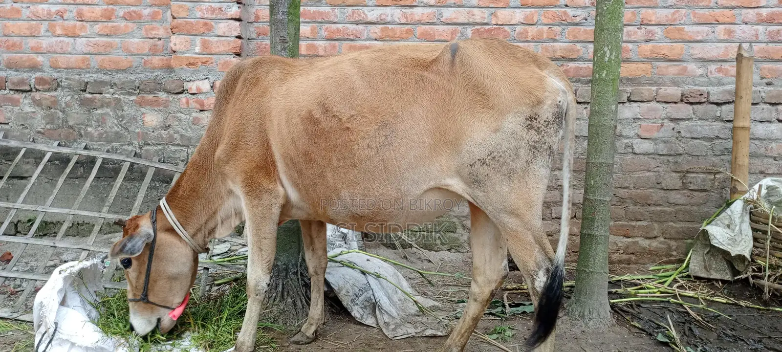 Pregnant Cow for Sale