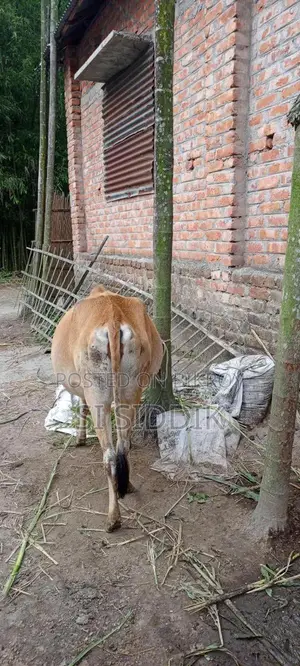 Pregnant Cow for Sale