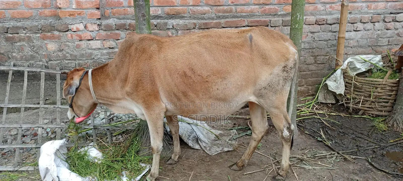 Pregnant Cow for Sale