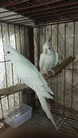 2 Pairs of Cockatiel Masters