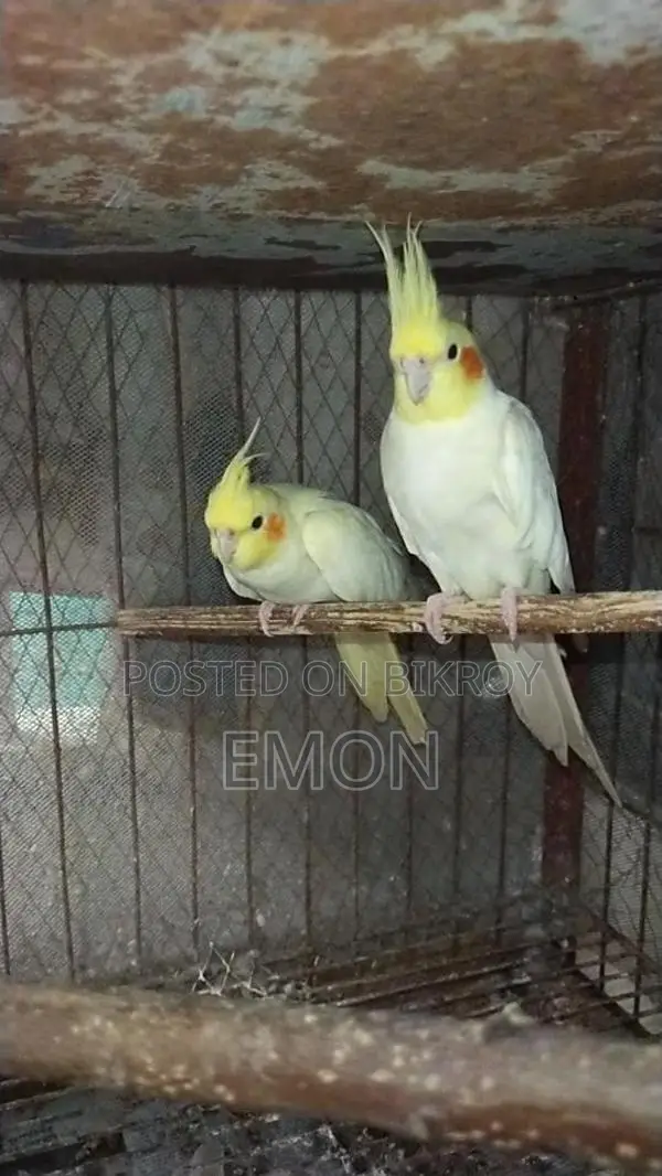 2 Pairs of Cockatiel Masters