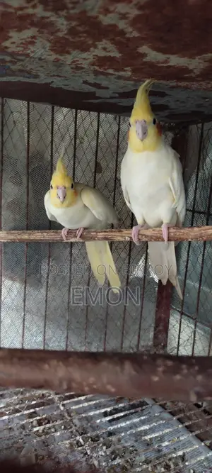 2 Pairs of Cockatiel Masters
