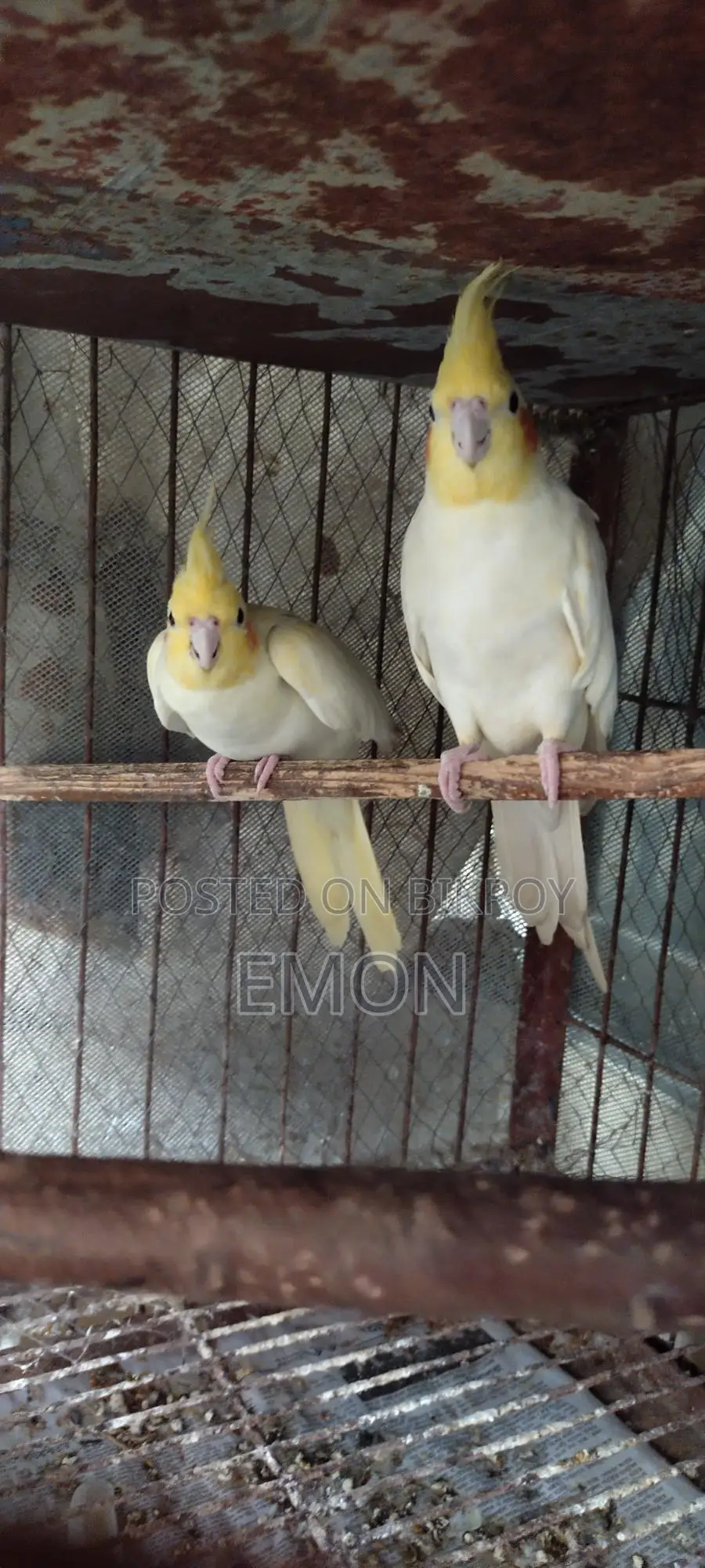 2 Pairs of Cockatiel Masters