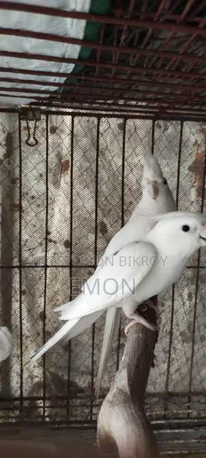 2 Pairs of Cockatiel Masters