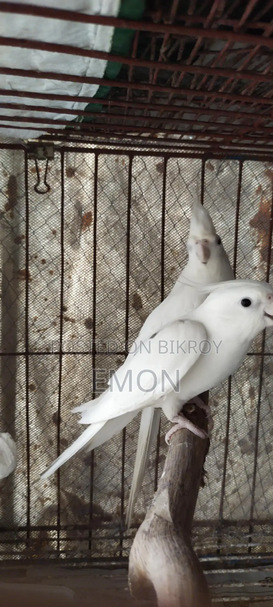 2 Pairs of Cockatiel Masters