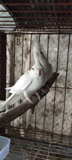 2 Pairs of Cockatiel Masters