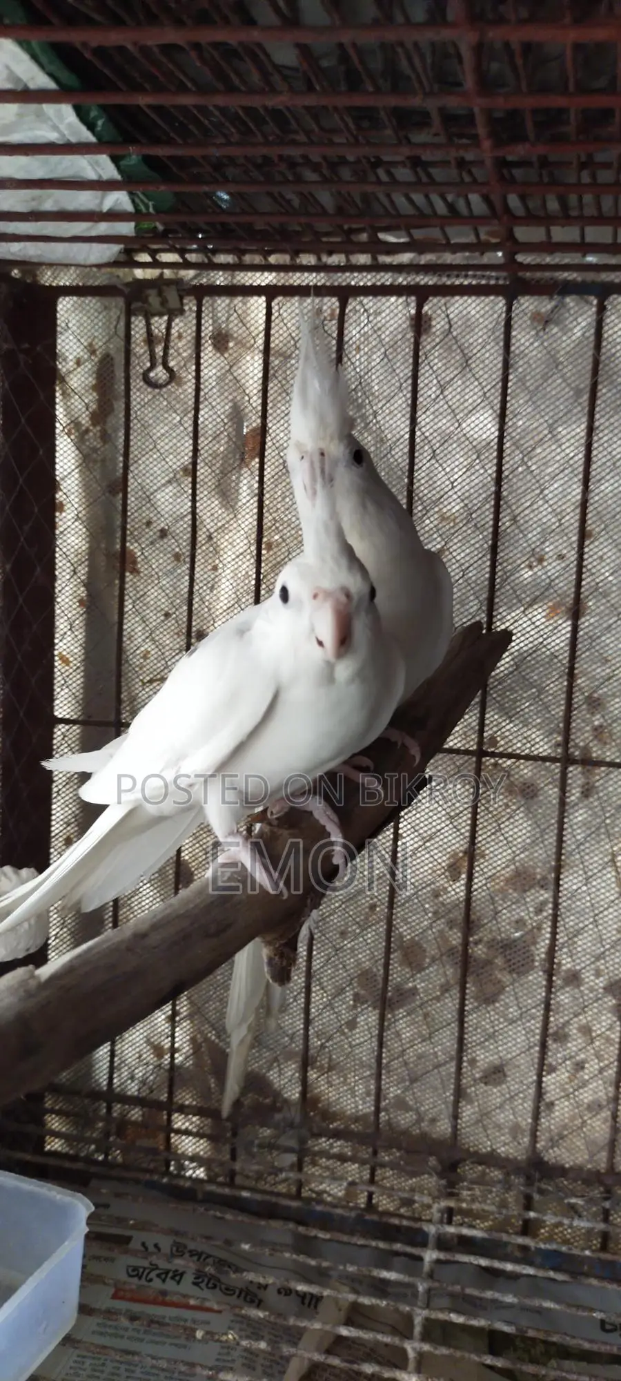 2 Pairs of Cockatiel Masters
