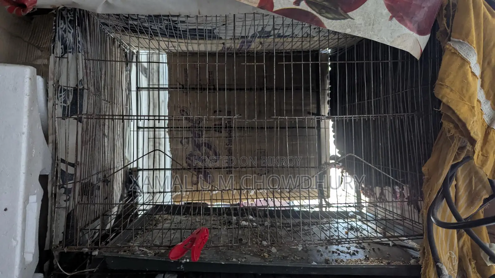 Bird Cages