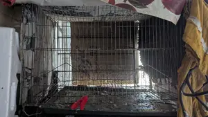 Bird Cages