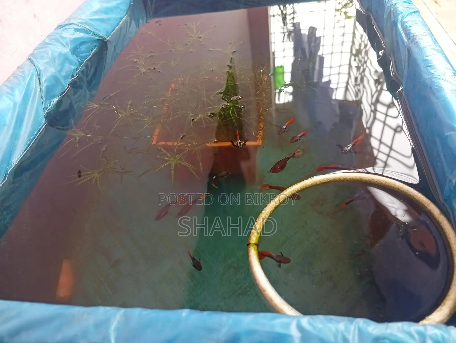 রেড টেইল প্ল্যাটিনাম ডাম্বো ইয়ার গাপ্পি