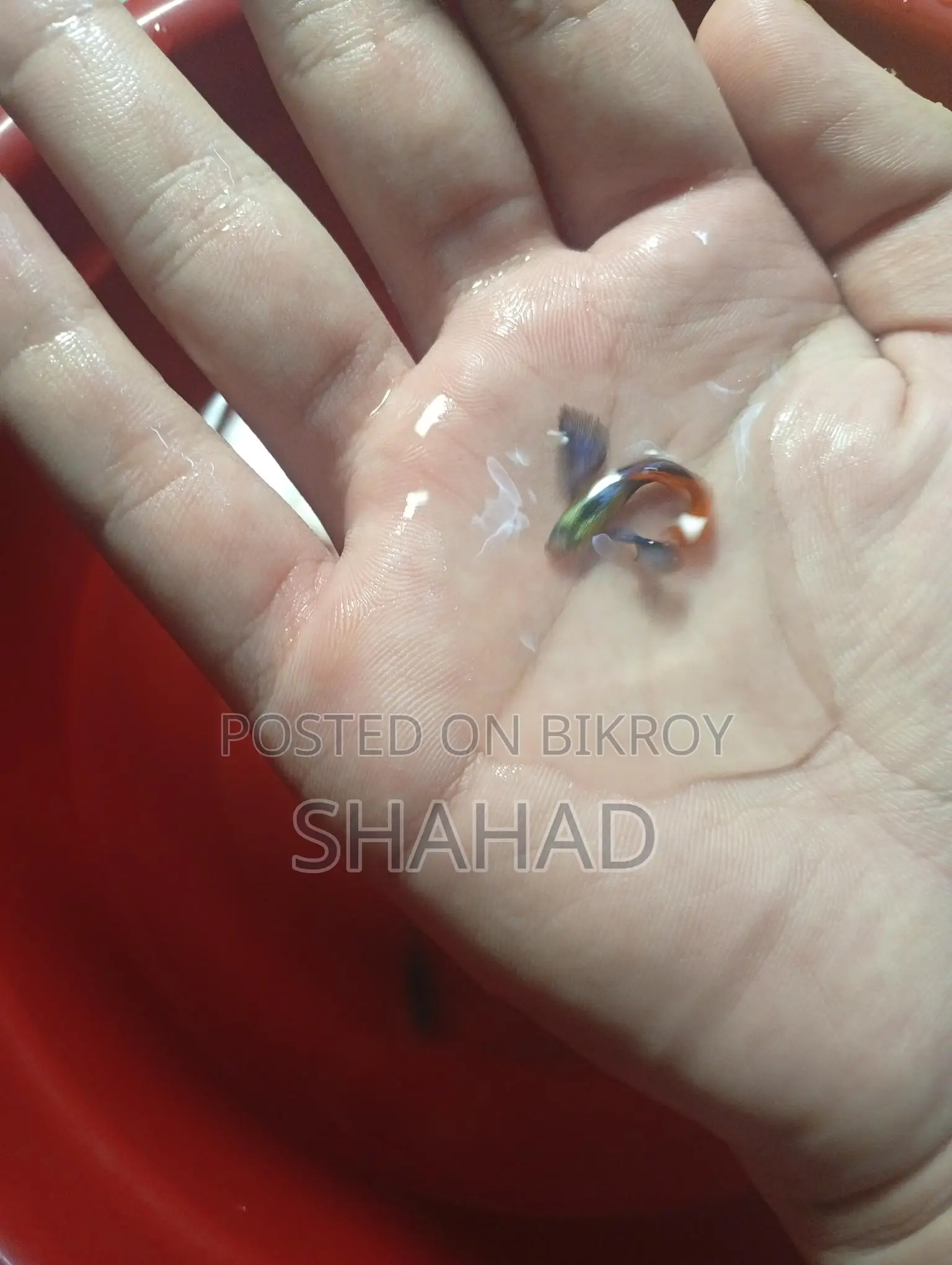 রেড টেইল প্ল্যাটিনাম ডাম্বো ইয়ার গাপ্পি