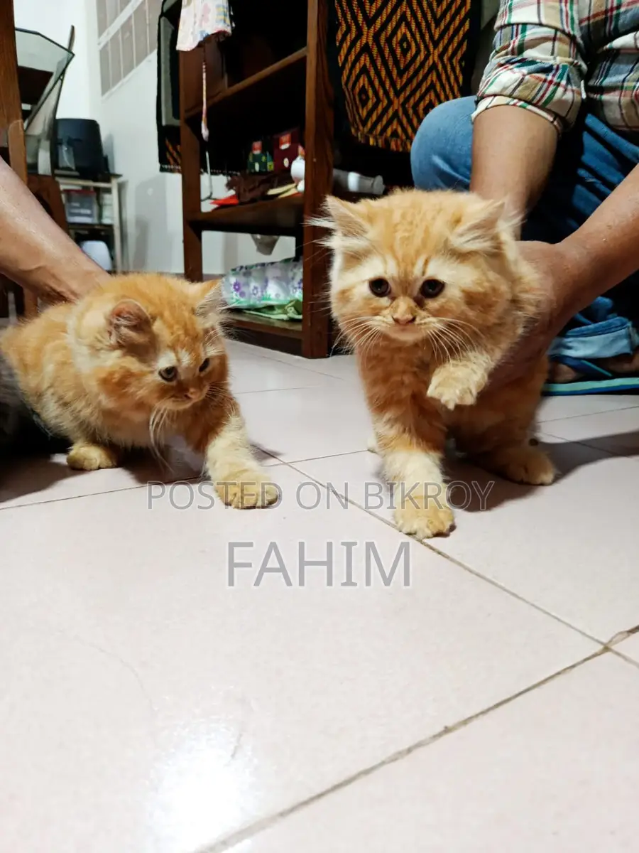 Persian Cat