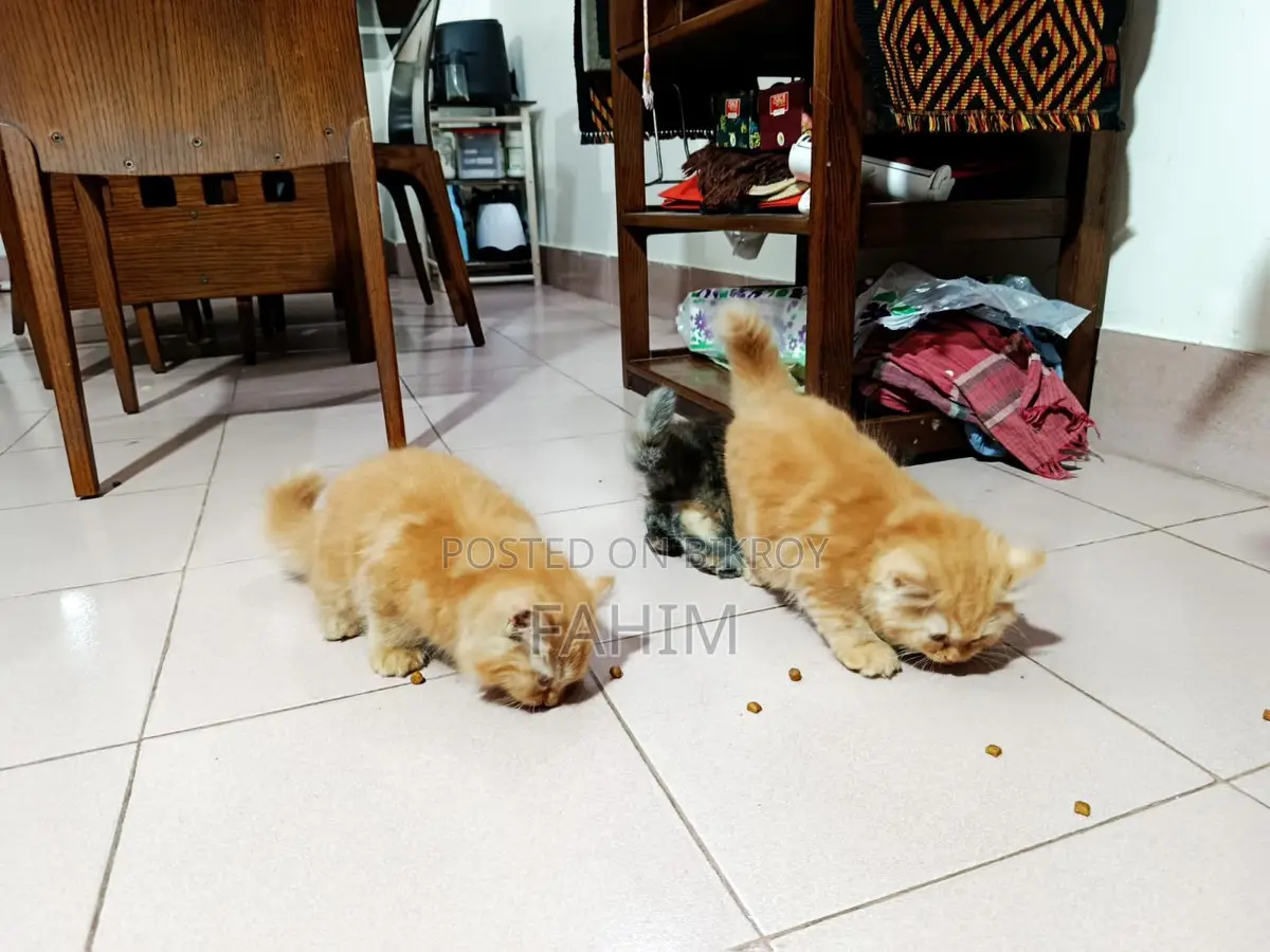 Persian Cat