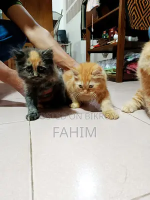 Persian Cat