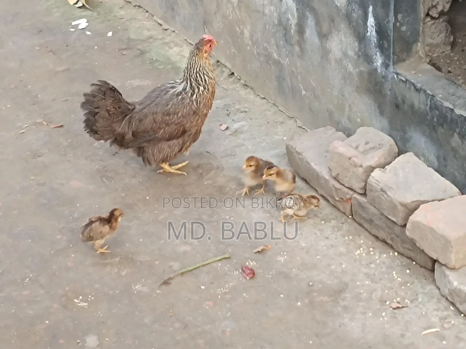 Local Hen with 4 Chicks for Sale