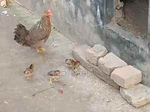 Local Hen with 4 Chicks for Sale